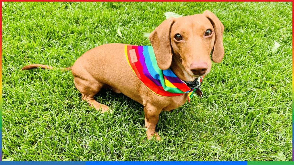 Hayden's family dog celebrates pride month